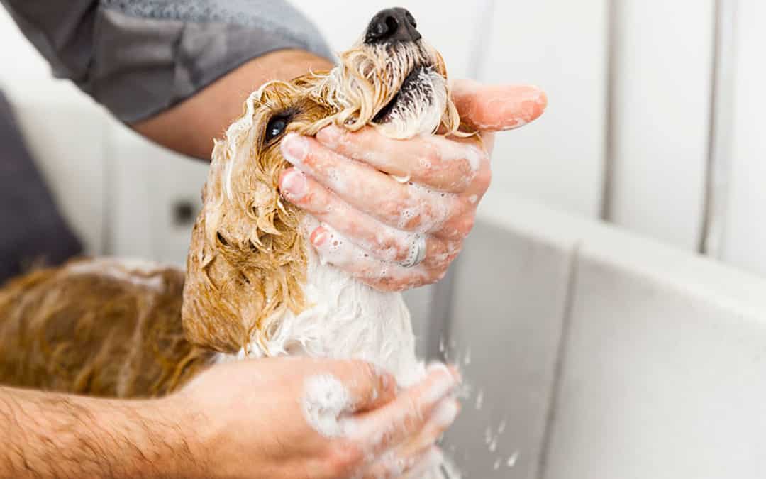 Cuidados regulares de salud e higiene en perros y gatos