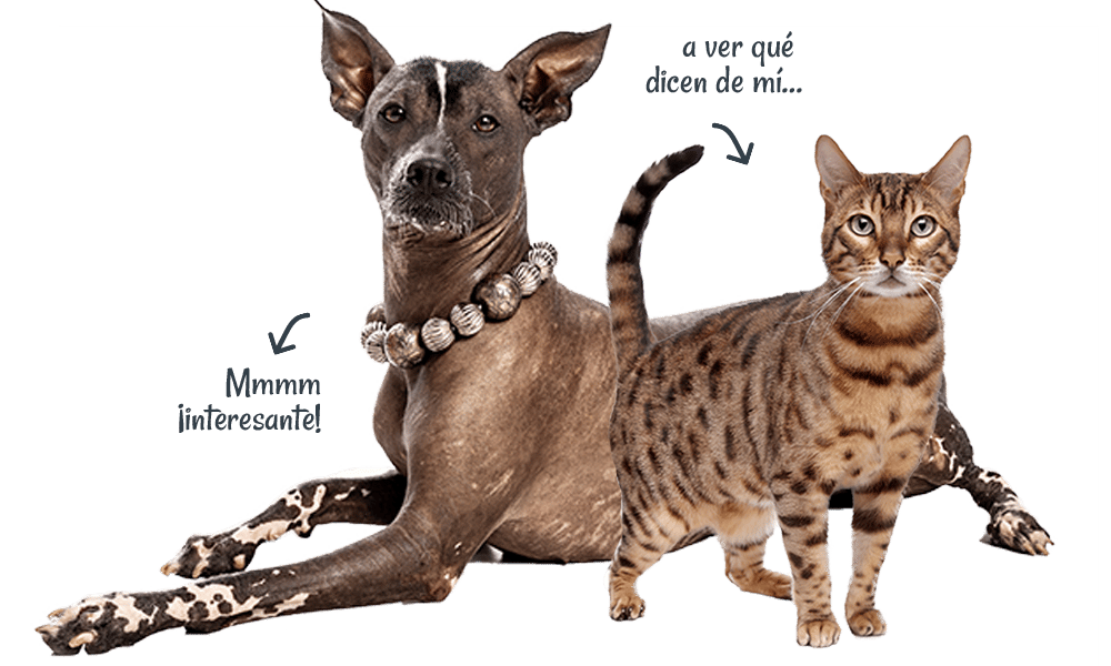 Artículos de gatos y perros